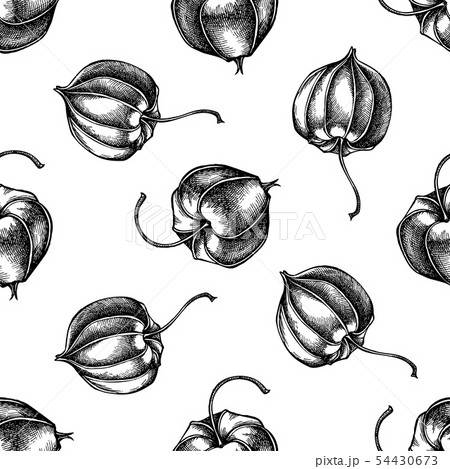 鬼灯 ハート 実 イラストのイラスト素材