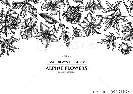 Floral Design With Black And White Bellflower のイラスト素材