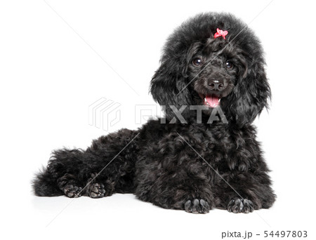 犬 トイプードル 黒色 舌の写真素材