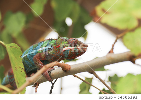 カラフル カメレオン 樹木 樹の写真素材