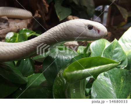 蛇 動物 白蛇 縁起の写真素材