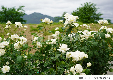 バラ 薔薇 花 パスカリの写真素材