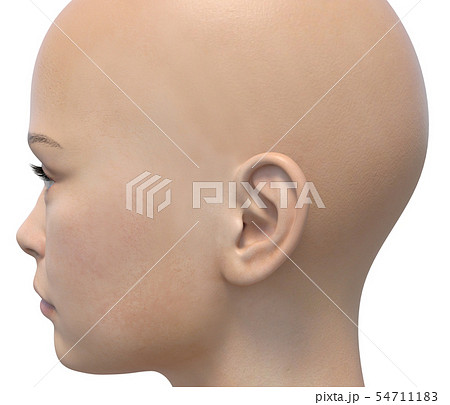 耳のイラスト素材集 ピクスタ