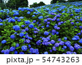 宮城県 紫陽花咲く赤坂公衆園の写真素材