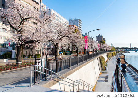 隅田公園桜まつりの写真素材 - PIXTA