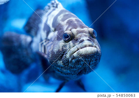 クエ 水中 ハタの写真素材