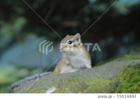 天狗山ロープウェイの写真素材