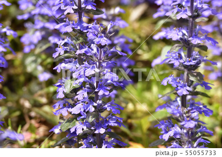 花 十二単 野草 春の花の写真素材