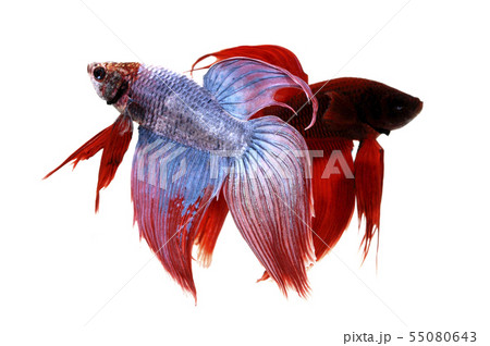 魚 熱帯魚 観賞魚 ベタの写真素材