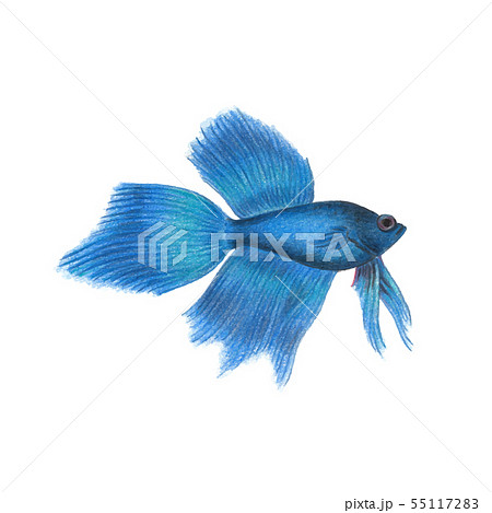 水彩画 魚 しっぽ 尻尾のイラスト素材