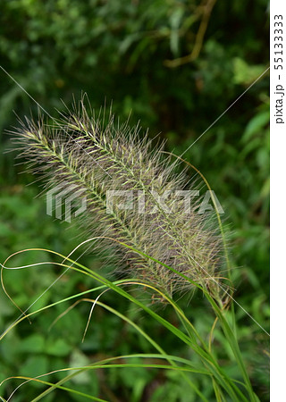 猫じゃらしに似た植物の写真素材