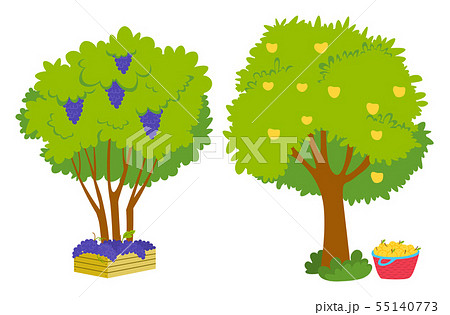 木 植物 リンゴ 成長のイラスト素材