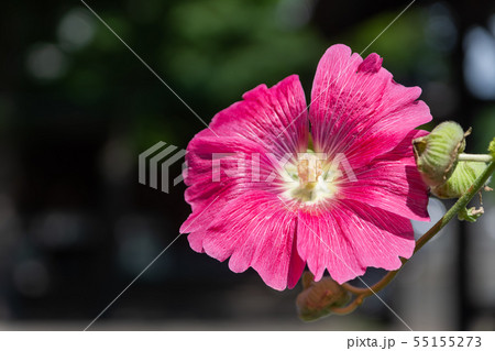 タチアオイの花 たちあおい タチアオイ 立ち葵の写真素材