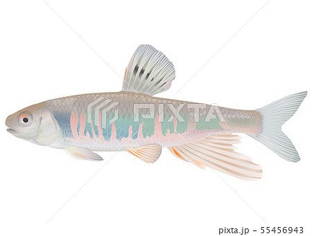 ウグイ 淡水魚 川魚 ハヤの写真素材