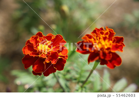 雌しべ マリーゴールド 植物 花の写真素材 Pixta