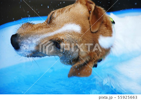 ぶるぶる 犬の写真素材