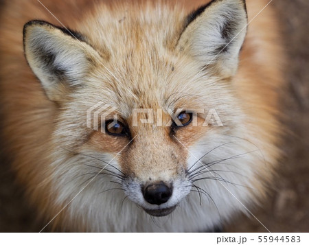 キタキツネ 顔 動物 狐の写真素材