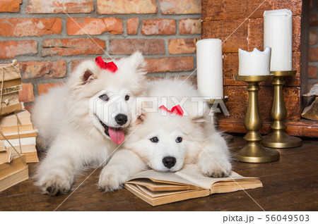 サモエド 子犬の写真素材