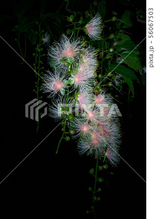 一夜限り 咲く 花 白の写真素材