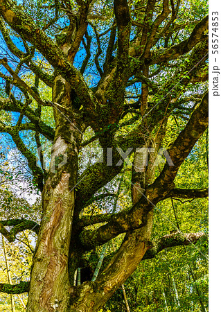 樫の木の写真素材