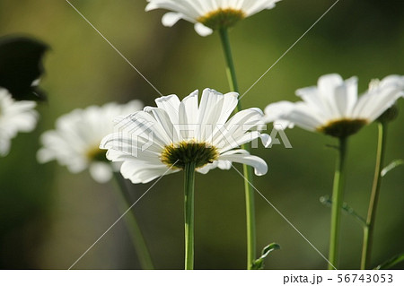 マーガレットに似た花の写真素材 Pixta