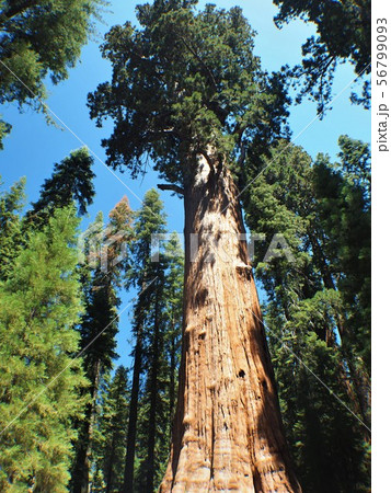 シャーマン将軍の木の写真素材