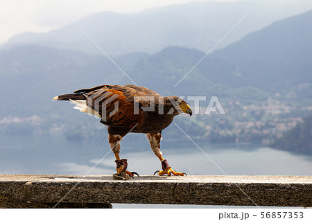 鷹 嘴 クチバシ 鳥の写真素材