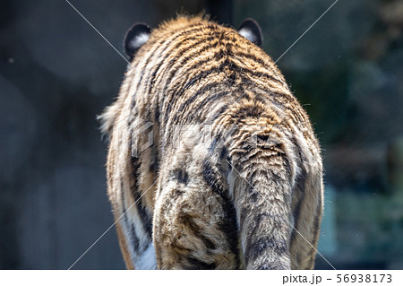 トラの後姿 背中 動物の写真素材