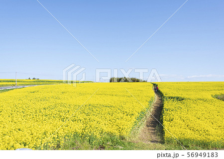 ひまわりの丘 三本木 大崎 菜の花の写真素材
