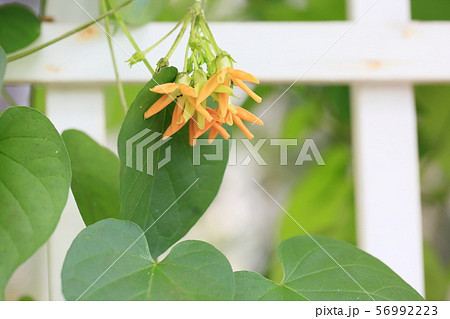 花 植物 イエライシャン 夜来香の写真素材