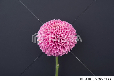 ポンポン菊の写真素材