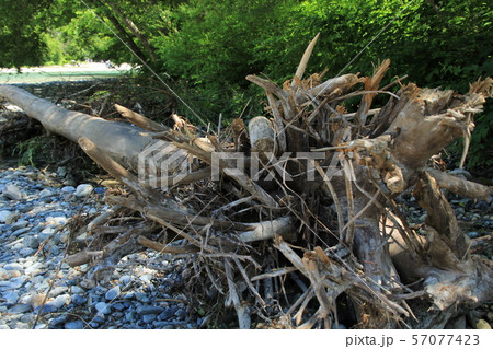 倒木 枯れ木 枯木 根の写真素材