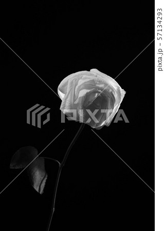 薔薇 モノクロ 一輪 白黒の写真素材