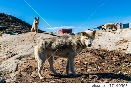 グリーンランド犬の写真素材