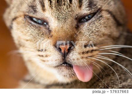 猫バカの写真素材