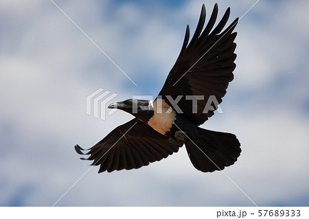 カラス 烏 からす 飛ぶの写真素材 Pixta