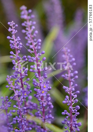 フイリヤブラン 花 ヤブラン 多年草の写真素材