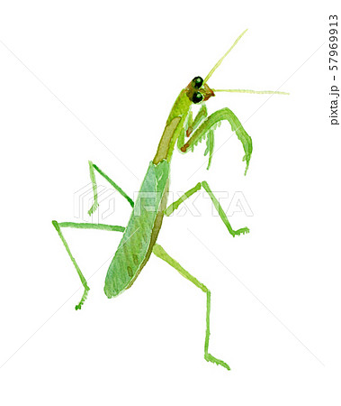 Praying Mantis Illustrations