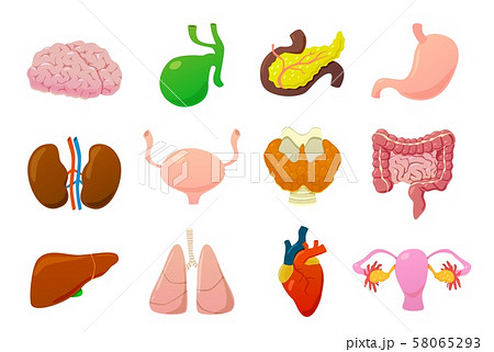 肝臓のイラスト素材