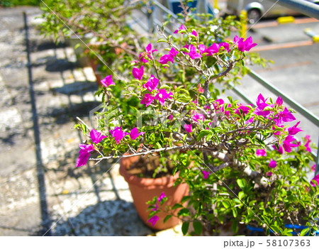 ブーゲンベリア 花の写真素材