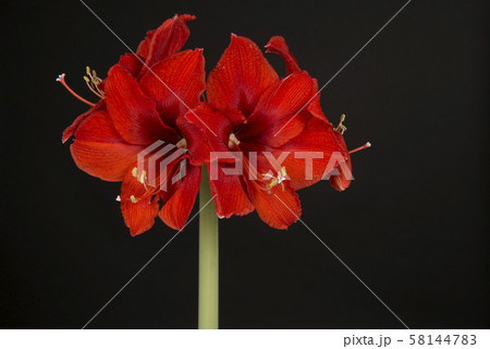 アマリリス 一輪 花 植物の写真素材