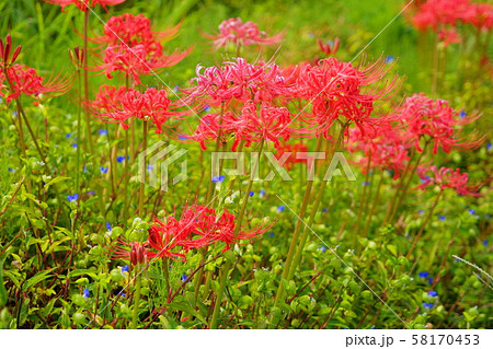 赤紫の花 雑草の写真素材
