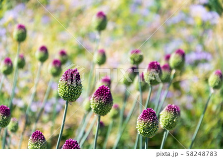 丸形の花 緑の茎 紫の花 紫の写真素材