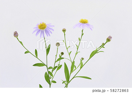 柚香菊