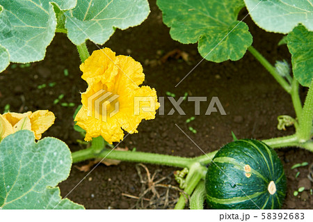 カボチャの花 黄花 花 ウリ科の写真素材