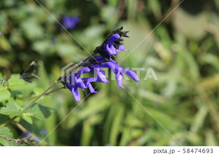 メドーセージの写真素材