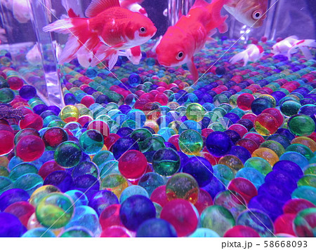 金魚 ビー玉の写真素材