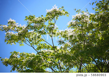 花 アオダモ 植物 春の写真素材