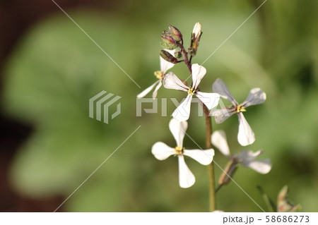 アルグラ 植物 花の写真素材