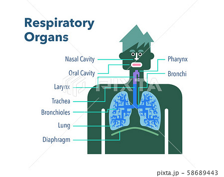 内臓 図 名称 人体図のイラスト素材